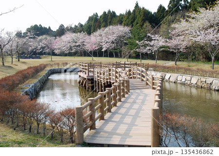 福島県楢葉町天神岬スポーツ公園の桜 135436862
