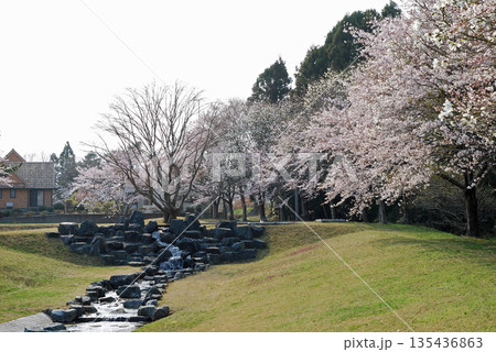 福島県楢葉町天神岬スポーツ公園の桜 福島県楢葉町天神岬スポーツ公園の桜 135436863