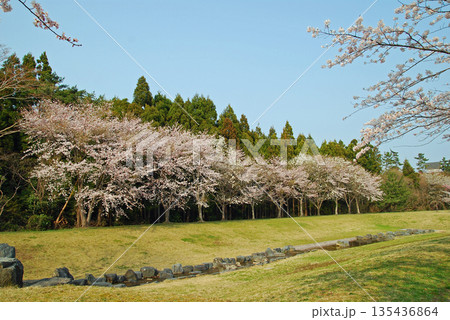 福島県楢葉町天神岬スポーツ公園の桜 135436864