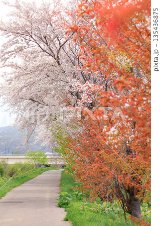 北海道共和町、堀株川沿いの桜並木【5月】 北海道共和町、堀株川沿いの桜並木【5月】 135436875