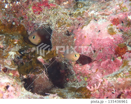 海のかわいい魚 135436961