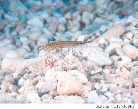 海底にいる魚 海底にいる魚 135436965