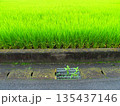 夏の朝の雨上がりの田んぼの生育順調な稲と排水口のある農道風景 135437146