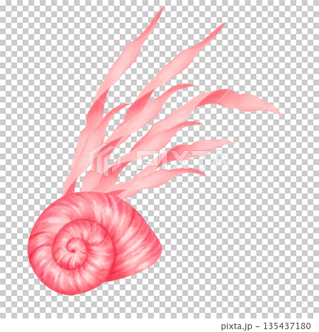 A seashell with a spiral shape and algae. Watercolor illustration of a marine animal. Hand drawn isolated art. Composition for underwater and children's themes, and design of printed materials A seashell with a spiral shape and algae. Watercolor illustration of a marine animal. Hand drawn isolated art. Composition for underwater and children's themes, and design of printed materials 135437180