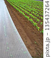 郊外の夏の朝の防虫シートのある雨上がりの枝豆畑風景 135437264