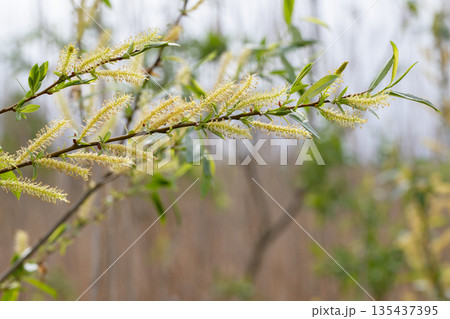 Salix triandra in bloom. A delicate close-up of a leafy branch with pale yellow catkins 135437395