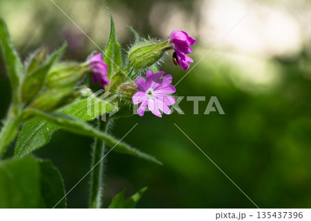 Purple wildflowers in focus against blurred green foliage 135437396