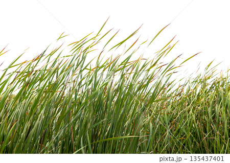 Vibrant tall grass fills the frame, captured outdoors in natural light 135437401