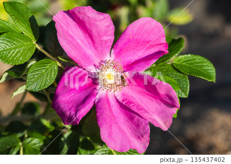 A vivid close-up of a bright pink flower with a yellow center A vivid close-up of a bright pink flower with a yellow center 135437402