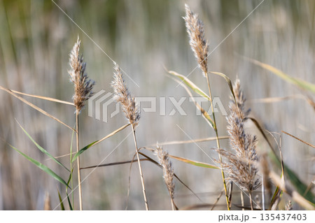 A tranquil close-up of brown reed seed heads swaying in warm sunlight A tranquil close-up of brown reed seed heads swaying in warm sunlight 135437403