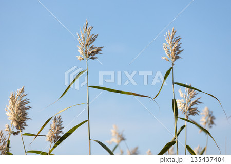 A tranquil scene of tall reed stalks reaching toward a bright blue sky 135437404