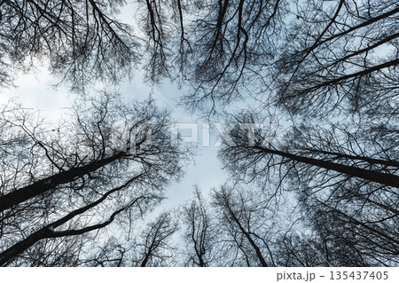 A dramatic upward view of leafless trees in winter, natural background A dramatic upward view of leafless trees in winter, natural background 135437405