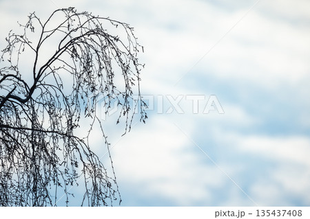 Leafless birch tree branches arch across a bright blue sky, creating a stark silhouette 135437408