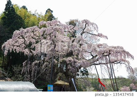 福島県三春町紅枝垂地蔵ザクラ（べにしだれじぞうざくら） 135437458