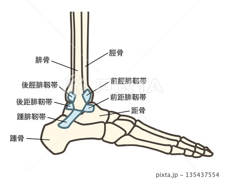 足の外側の骨、足関節と靱帯（前距腓靱帯、踵腓靱帯、後距腓靱帯） 135437554