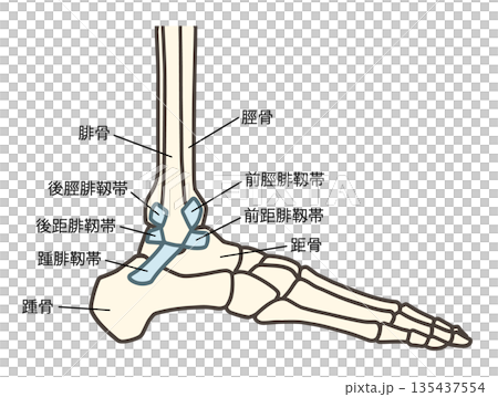 足の外側の骨、足関節と靱帯（前距腓靱帯、踵腓靱帯、後距腓靱帯） 135437554