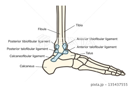 足の外側の骨、足関節と靱帯（前距腓靱帯、踵腓靱帯、後距腓靱帯） 135437555