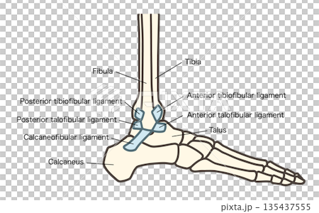 足の外側の骨、足関節と靱帯（前距腓靱帯、踵腓靱帯、後距腓靱帯） 135437555