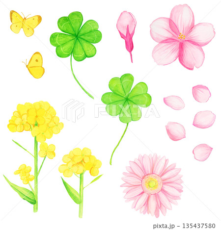 春の花と幸運モチーフの手描き水彩イラストセット（桜・菜の花・四葉のクローバー・ガーベラ・蝶） 135437580