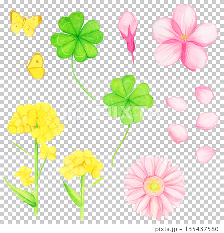 春の花と幸運モチーフの手描き水彩イラストセット（桜・菜の花・四葉のクローバー・ガーベラ・蝶） 135437580