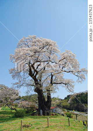 福島県本宮市 塩ノ崎の大桜 福島県本宮市 塩ノ崎の大桜 135437623