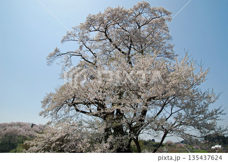 福島県本宮市 塩ノ崎の大桜 福島県本宮市 塩ノ崎の大桜 135437624