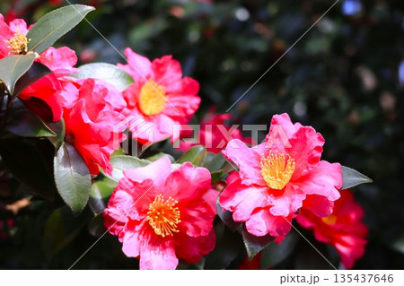 山茶花 135437646