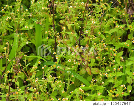 雨上がりの夏の野原に咲くハキダメギク 135437647