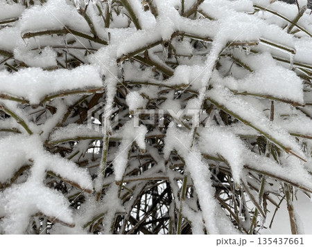 Frozen winter plants in snow Frozen winter plants in snow 135437661