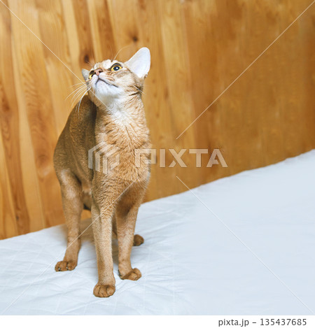 Abyssinian cat with reddish fur standing on white blanket against wooden wall 135437685
