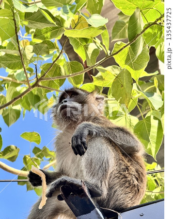 A monkey sits on a fence against a background of blue sky and a tree 135437725