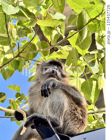 A monkey sits on a fence against a background of blue sky and a tree A monkey sits on a fence against a background of blue sky and a tree 135437726