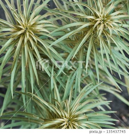 Close-up of green dracaena leaves with pointed edges in natural outdoor setting 135437745
