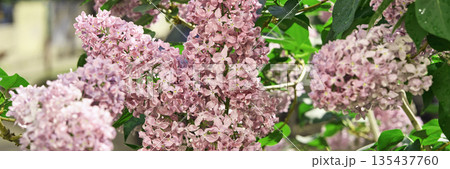 Lush lilac blooms in full blossom amidst vibrant green foliage on a sunny day 135437760