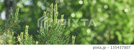 Close-up of pine tree branch with vibrant green bokeh background in nature 135437807