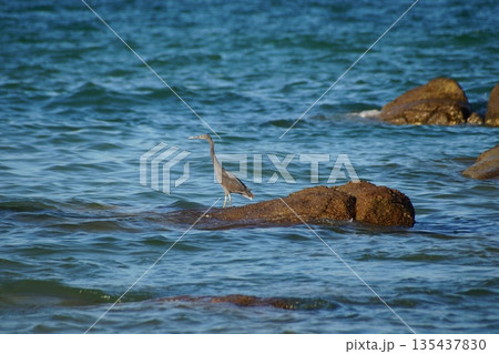 Several colorful birds, herons, stand on the rocks and catch fish in the sea. Several colorful birds, herons, stand on the rocks and catch fish in the sea. 135437830