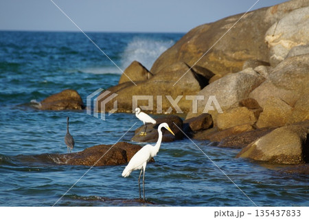 Herons hunt for fish in the sea. colorful birds, herons, stand on the rocks and catch fish in the sea. Herons hunt for fish in the sea. colorful birds, herons, stand on the rocks and catch fish in the sea. 135437833