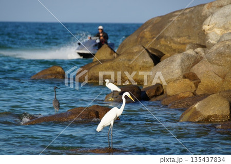 Several birds, herons, stand on the rocks and catch fish in the sea.Herons hunt for fish in the sea. Several birds, herons, stand on the rocks and catch fish in the sea.Herons hunt for fish in the sea. 135437834