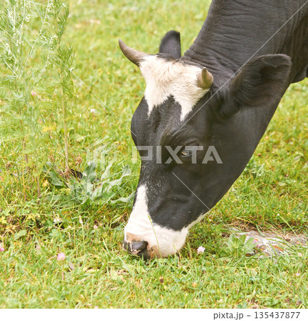 Grazing dairy cow with black and white markings on lush green pasture Grazing dairy cow with black and white markings on lush green pasture 135437877