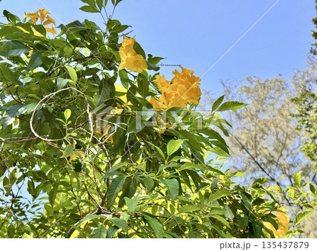 The flowers of Thailand are Tecoma erect, a perennial shrub of the Bignoniaceae family The flowers of Thailand are Tecoma erect, a perennial shrub of the Bignoniaceae family 135437879
