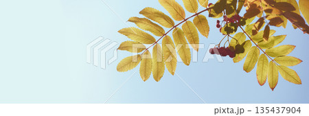 Sunlit autumn leaves and red berries against clear blue sky in tranquil nature Sunlit autumn leaves and red berries against clear blue sky in tranquil nature 135437904