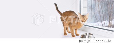 Abyssinian cat with golden brown fur standing on window sill looking curious Abyssinian cat with golden brown fur standing on window sill looking curious 135437918