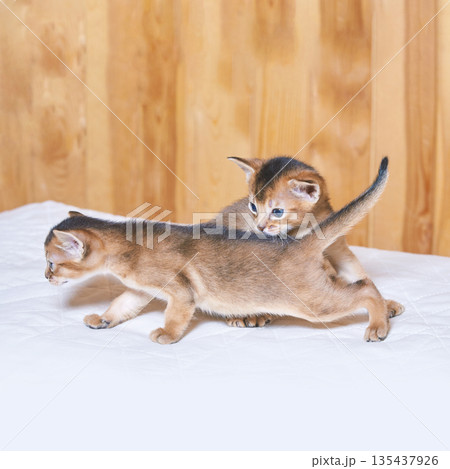 Playful abyssinian kittens on soft white fabric with wooden background Playful abyssinian kittens on soft white fabric with wooden background 135437926
