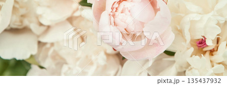 Close-up of soft pink and white peonies blooming in lush garden setting with Close-up of soft pink and white peonies blooming in lush garden setting with 135437932