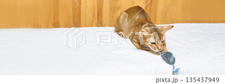 Abyssinian cat lying on white bed playing with toy in bright room against 135437949