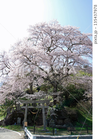 福島県二本松市 新殿神社の岩桜(にいどのじんじゃのいわさくら) 福島県二本松市 新殿神社の岩桜(にいどのじんじゃのいわさくら) 135437978