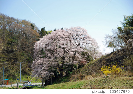 福島県二本松市　新殿神社の岩桜（にいどのじんじゃのいわさくら） 135437979