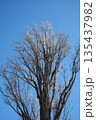 落葉した冬のケヤキ 135437982