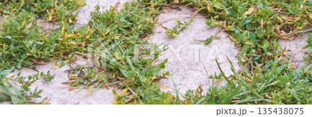Close-up of green weeds growing through cracks in a concrete pathway outdoors 135438075