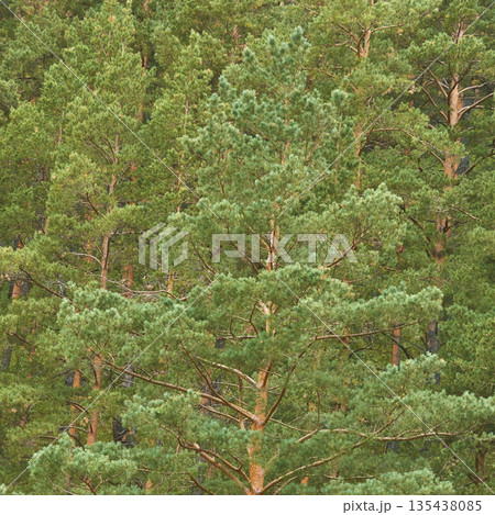 Lush forest of tall green pine trees in a dense woodland landscape Lush forest of tall green pine trees in a dense woodland landscape 135438085